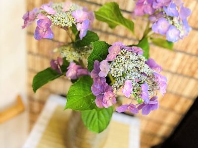 紫陽花