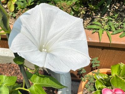 花の植え付け